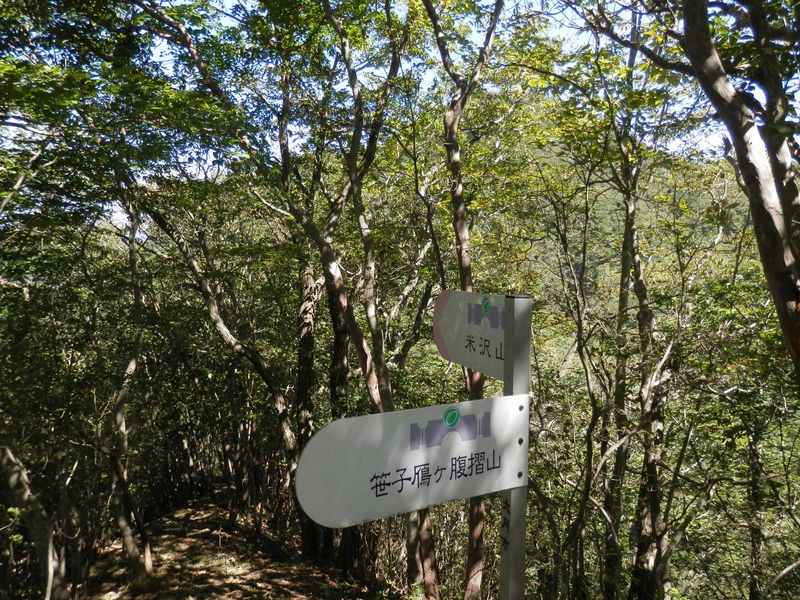 枝越しに米沢山