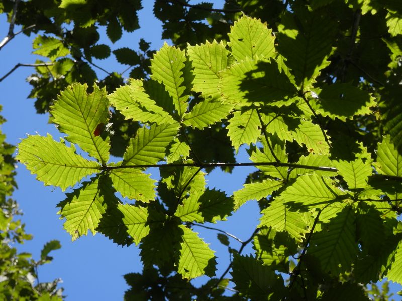 米沢山頂のミズナラの葉