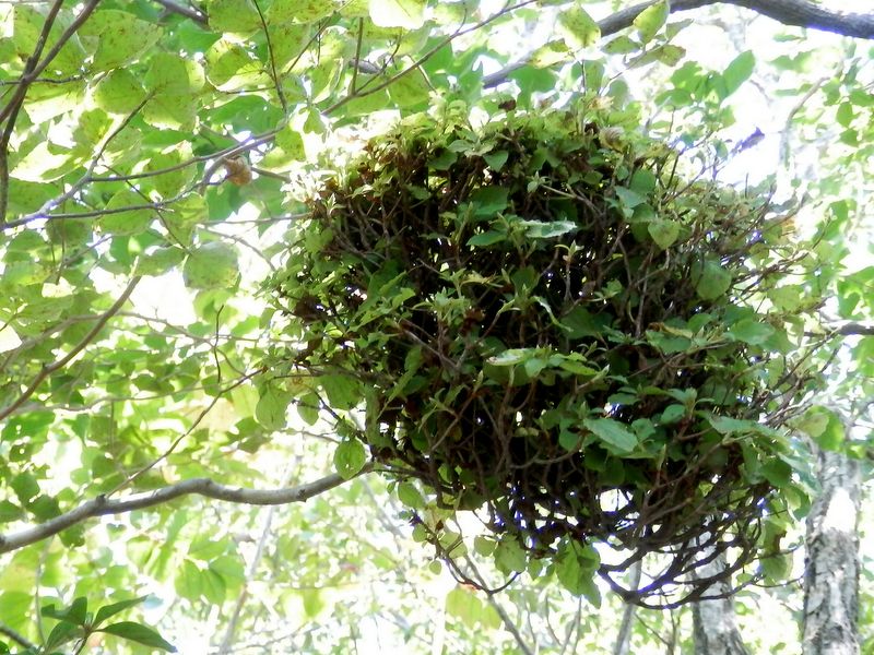 ミツバツツジの天狗巣病かな