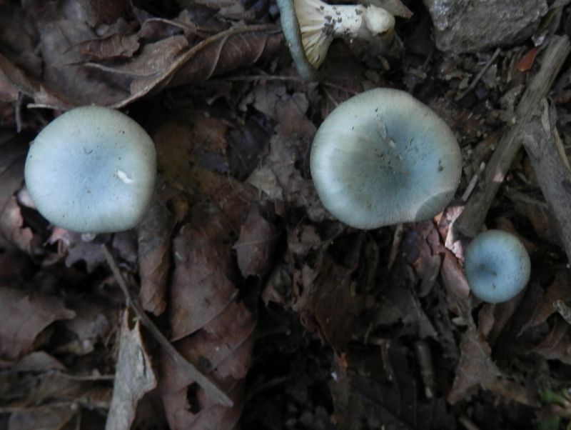 クールな青いキノコ