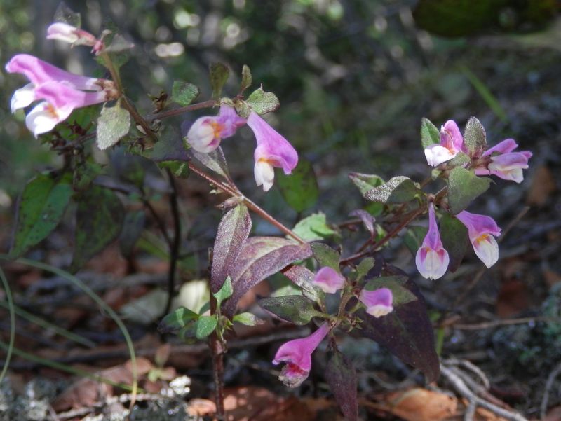 ミヤマママコナ