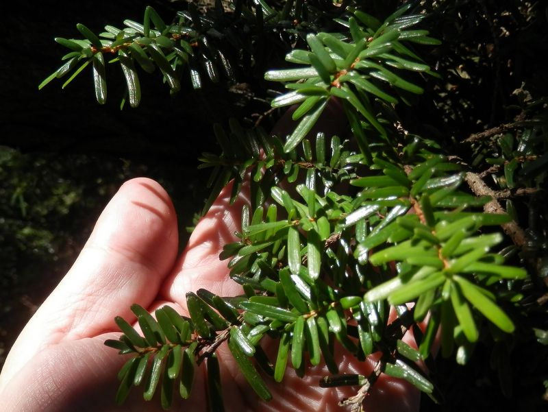 尾根にはツガやアカマツ