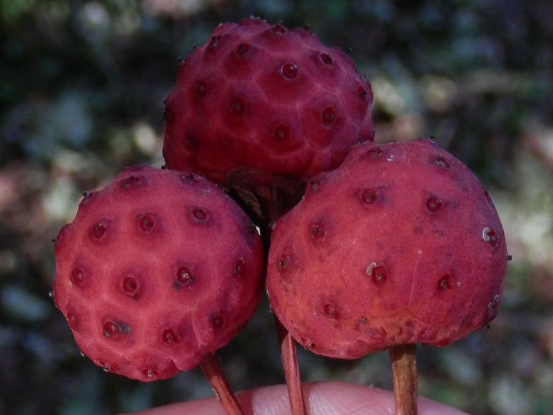 ヤマボウシの実