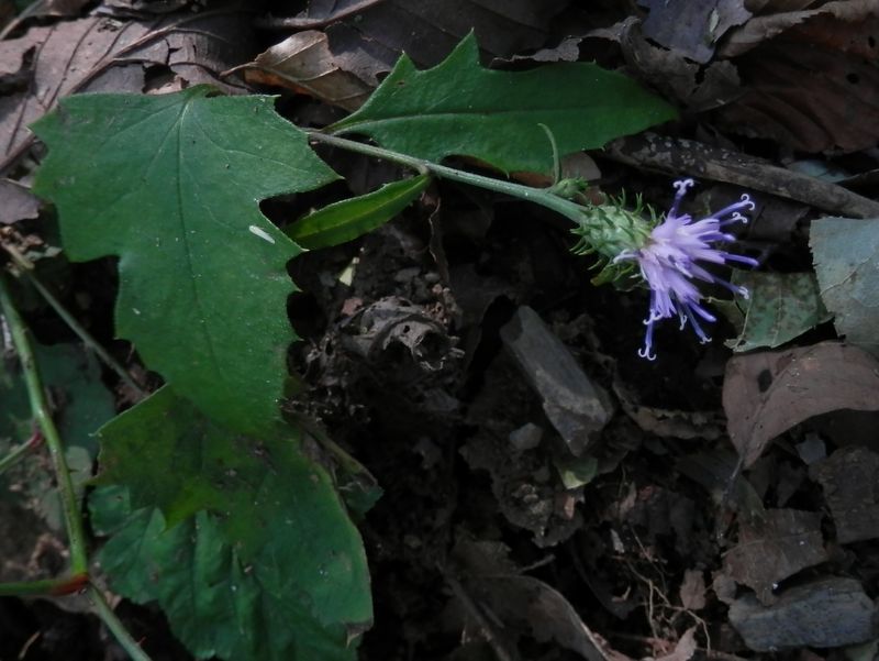 タカオヒゴタイ