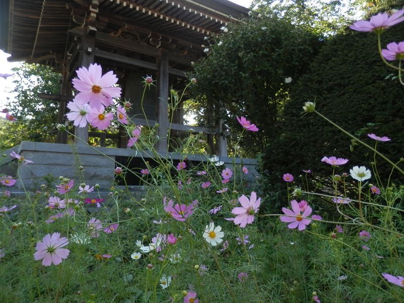 景徳院の鐘楼も秋のたたずまい