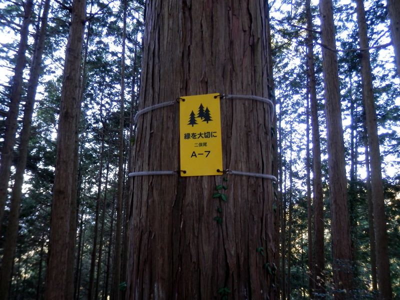 登りきった尾根の頭