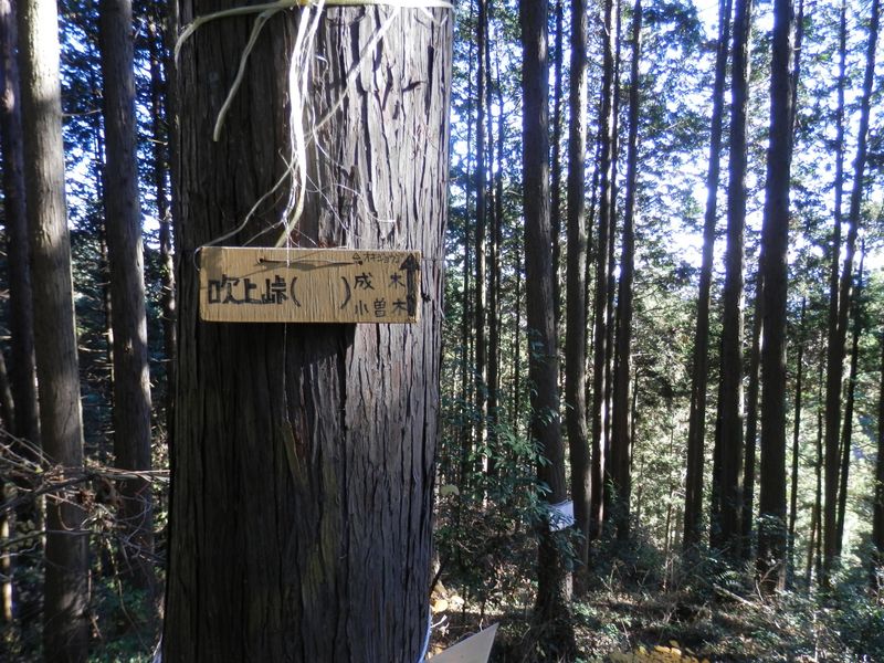 「オキジョウゴ」の書き込みもあった