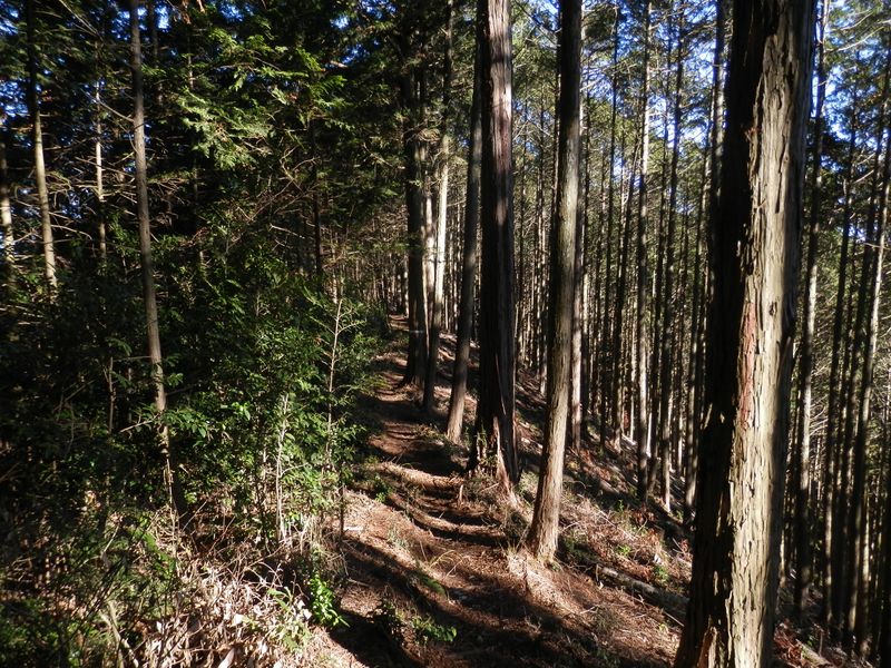 山路を軽快に歩く