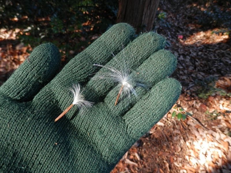 何の種子だろう？