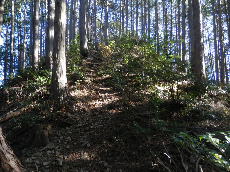 pc236608.jpg (large)