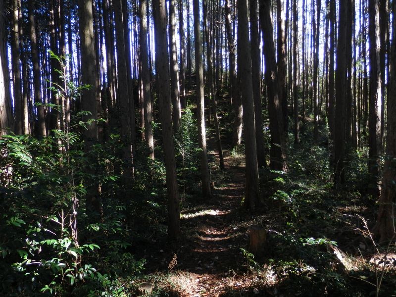 オキジョウゴ手前