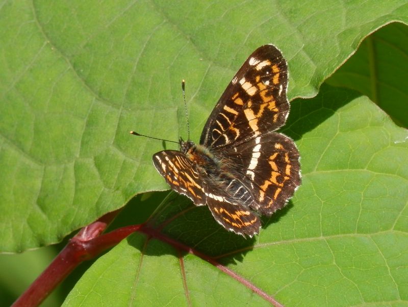 サカハチチョウ（春型）