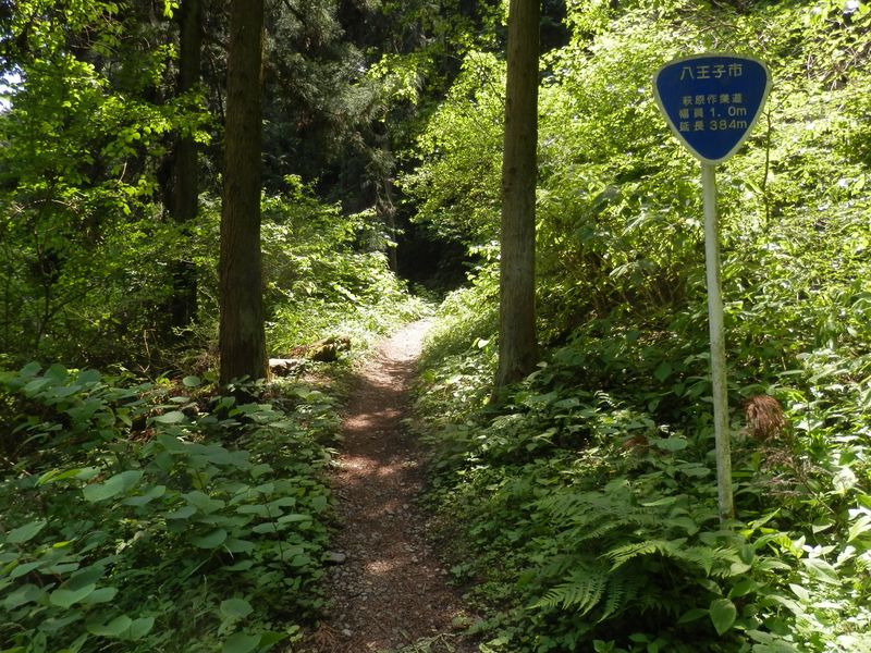 萩原作業道を登る