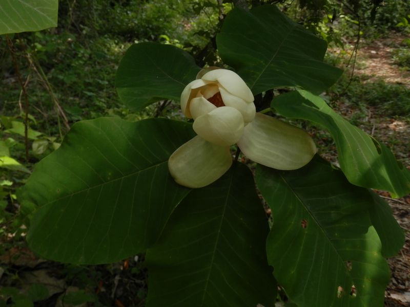 ホオノキの花はバナナアイスの匂い