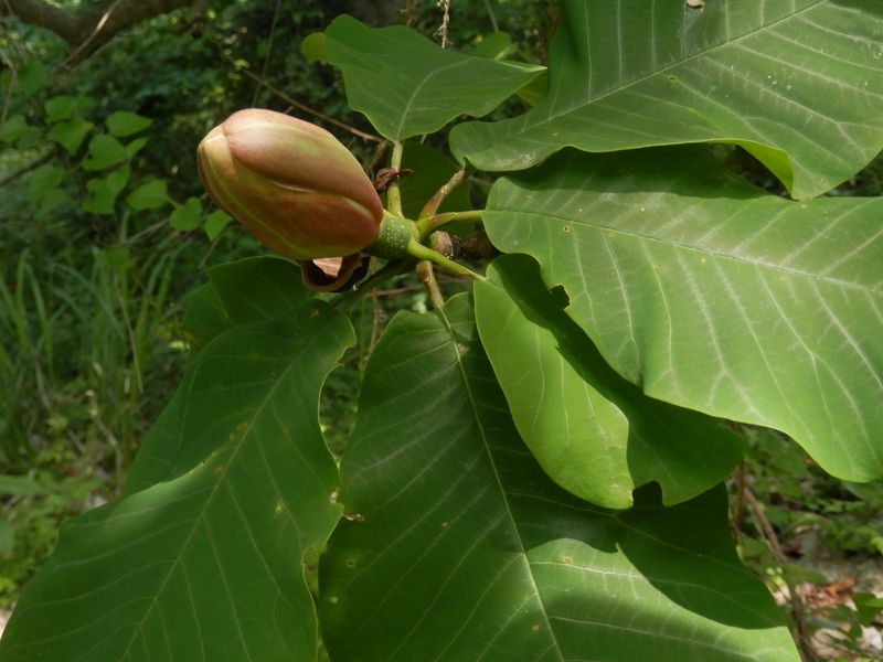 ホオノキのつぼみ