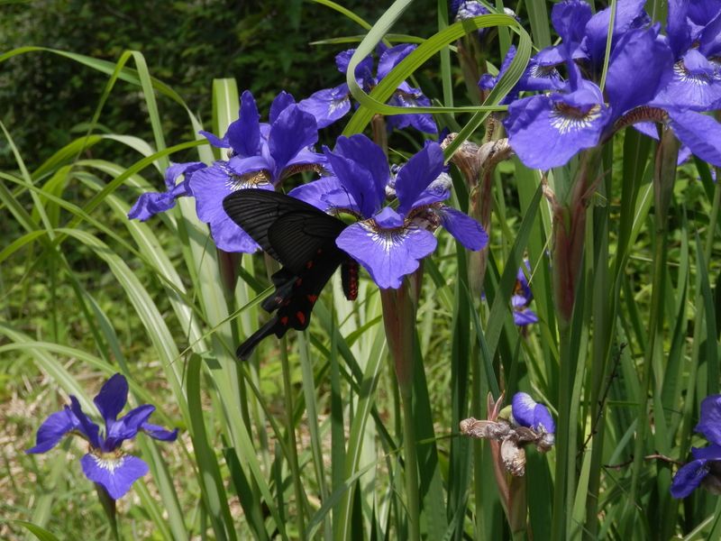 アヤメとジャコウアゲハ (1)