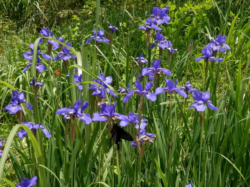 アヤメとジャコウアゲハ (2)