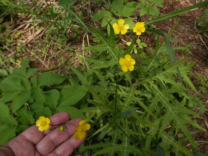 ウマノアシガタ