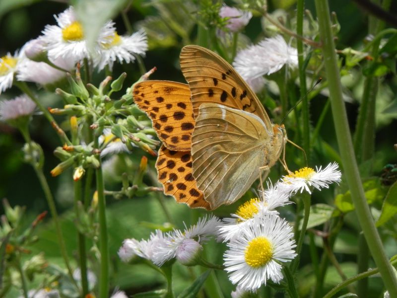 クモガタヒョウモン