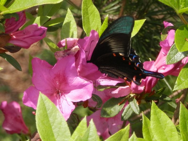 ツツジとカラスアゲハ