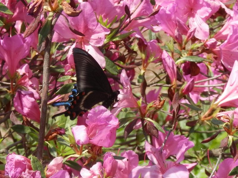ツツジとミヤマカラスアゲハ