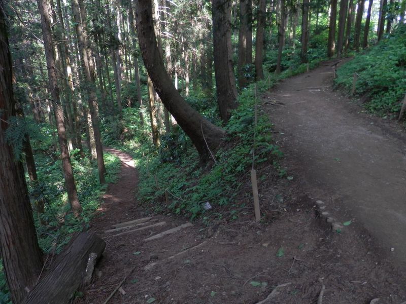 逆沢作業道（左）を下る