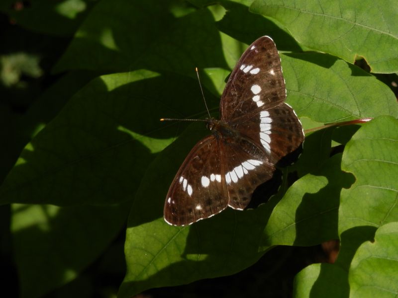 イチモンジチョウ