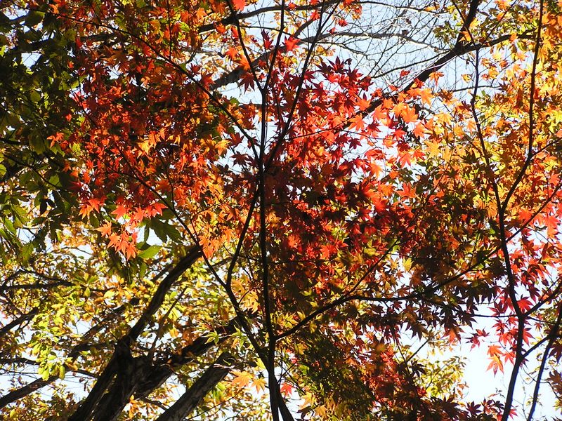 相模湖から城山・高尾山 -- 城山の紅葉1 border=