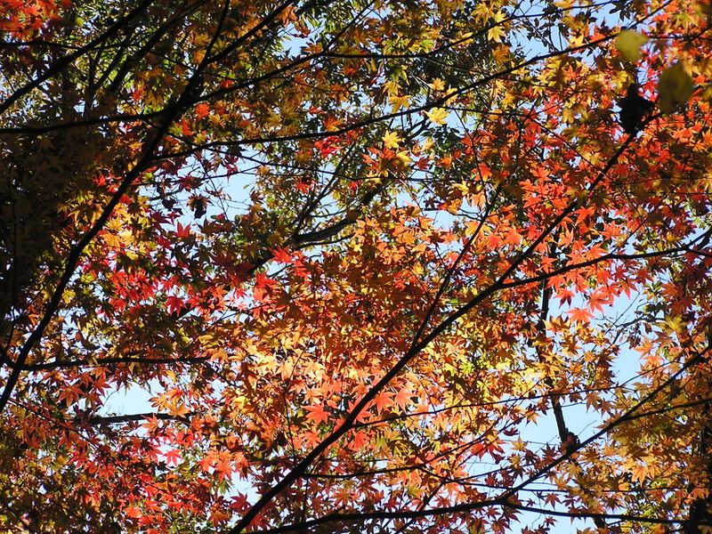 相模湖から城山・高尾山 -- 城山の紅葉2