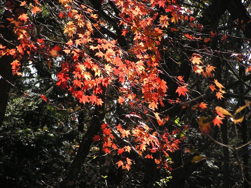 相模湖から城山・高尾山 -- 城山の紅葉3