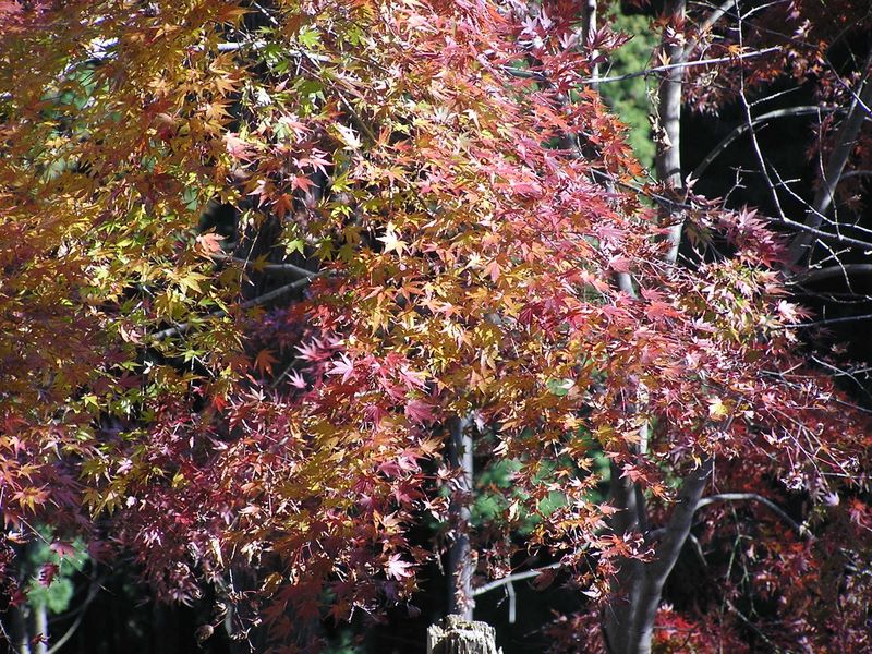 相模湖から城山・高尾山 -- 11：53　城山の紅葉4