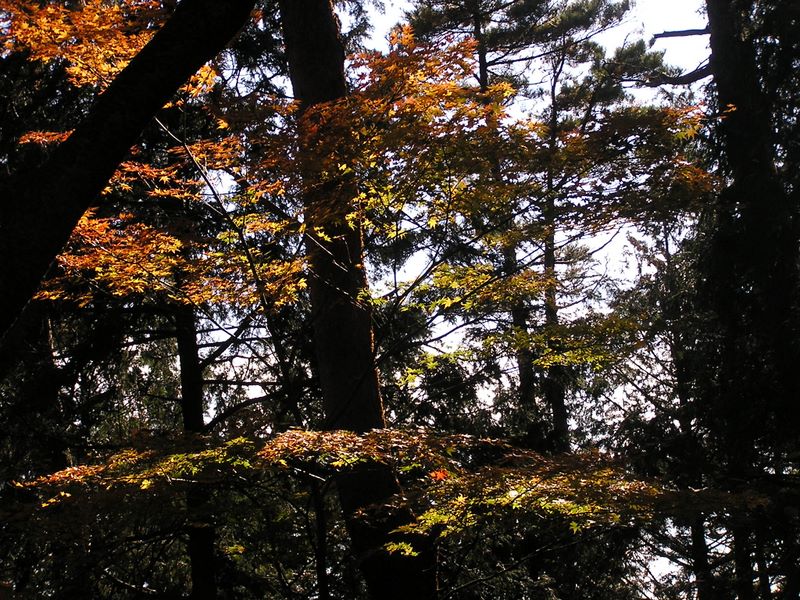 相模湖から城山・高尾山 -- 城山の紅葉6