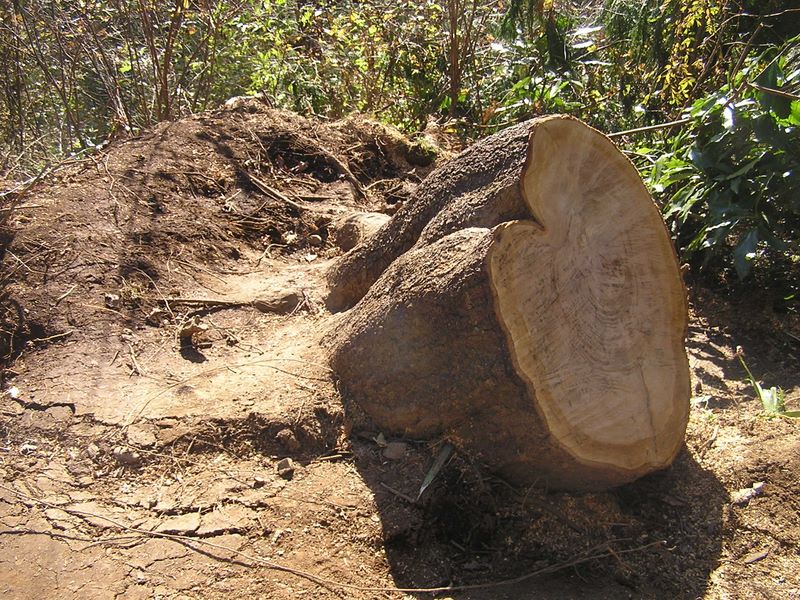 相模湖から城山・高尾山 -- 根元を切られた倒木