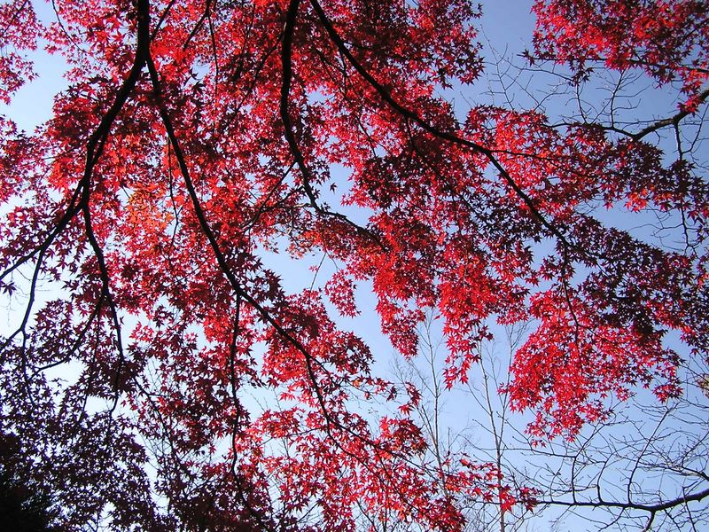 相模湖から城山・高尾山 -- 高尾山頂の紅葉1