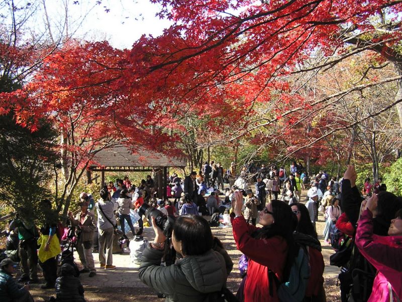 相模湖から城山・高尾山 -- 高尾山頂の紅葉を撮る人々1