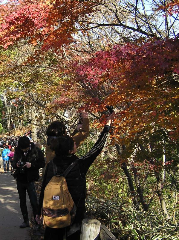 相模湖から城山・高尾山 -- 高尾山頂の紅葉を撮る人々2