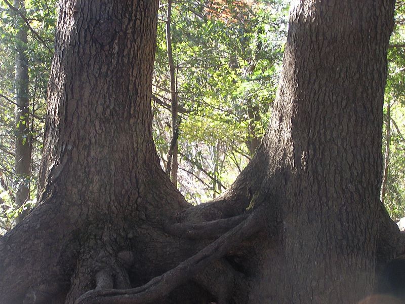 相模湖から城山・高尾山 -- 繋がった二本の木