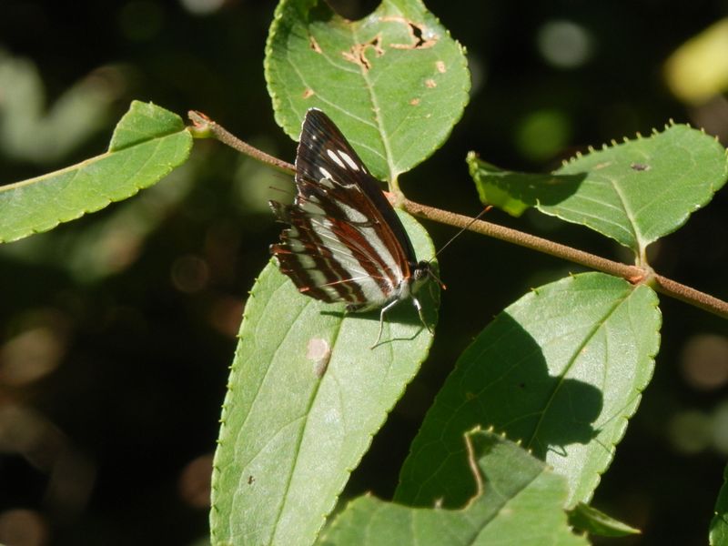 ボロになったコミスジ