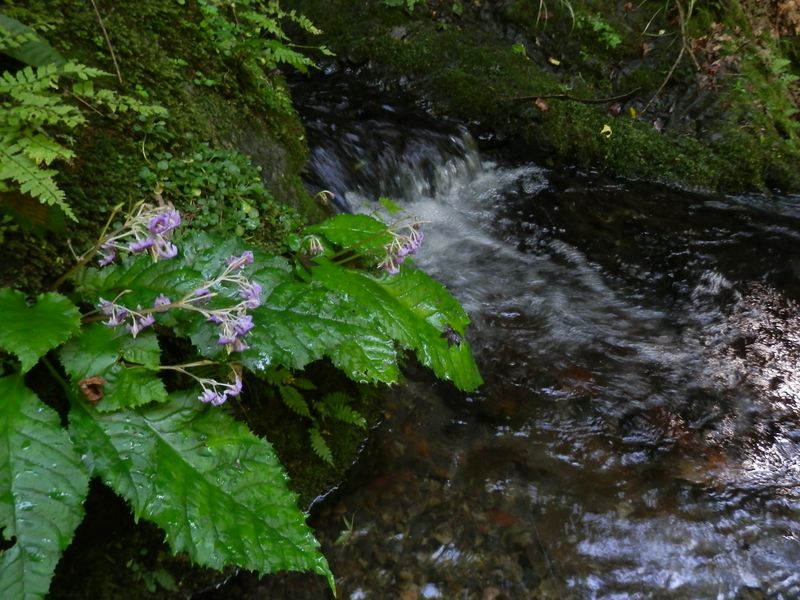 モミジの葉が落ちて