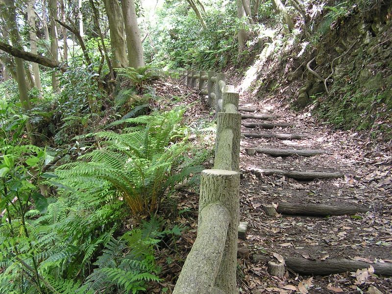 大楠山 -- かごシダが多い
