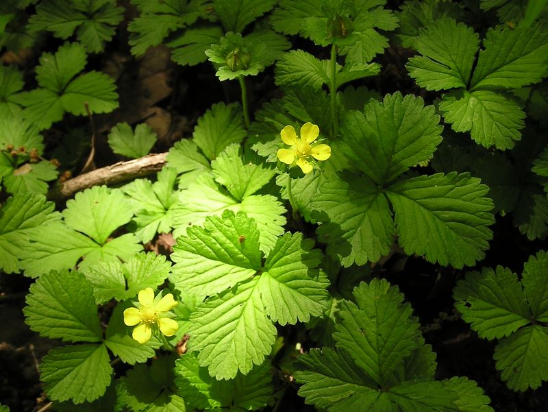 大楠山 -- ヘビイチゴ