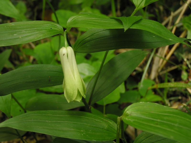 大楠山 -- ホウチャクソウ