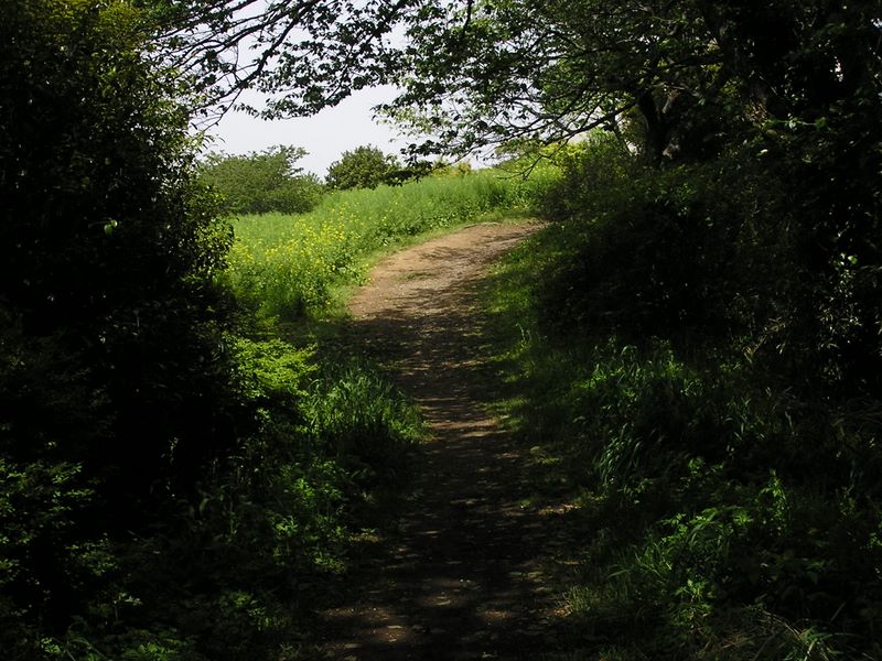 大楠山 -- 菜の花畑が見えてきた