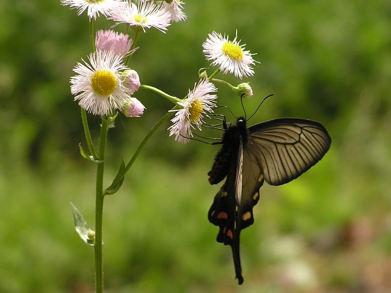 大楠山 -- ジャコウアゲハとハルジオン