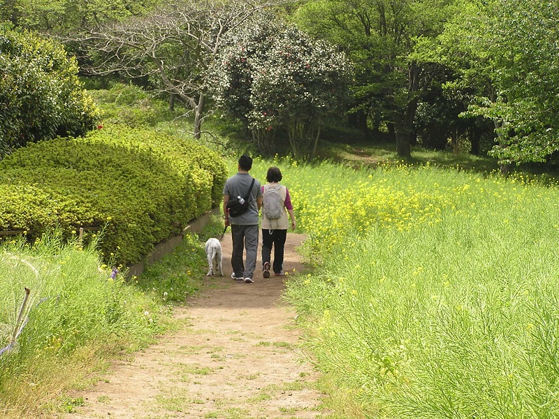 大楠山 -- 菜の花の季節はそろそろ終わり