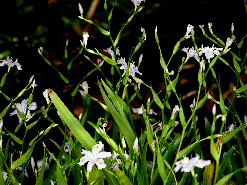 大楠山 -- シャガ