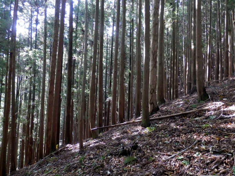 すらりとした杉の林