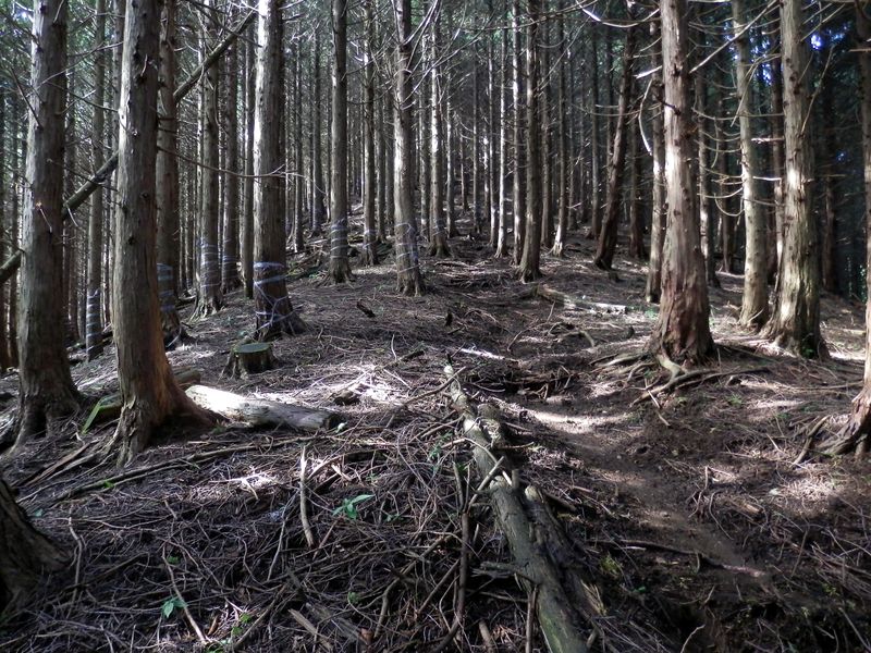 檜林に変わった