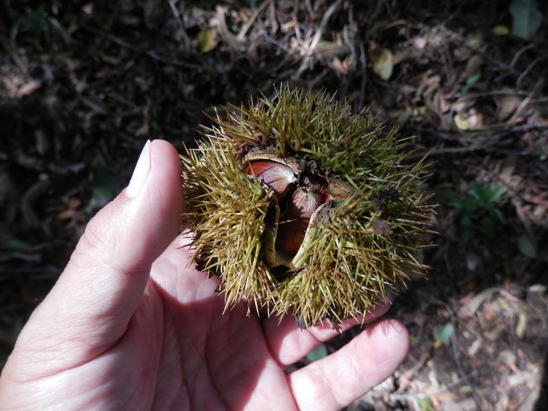 小さな栗が3個ずつ