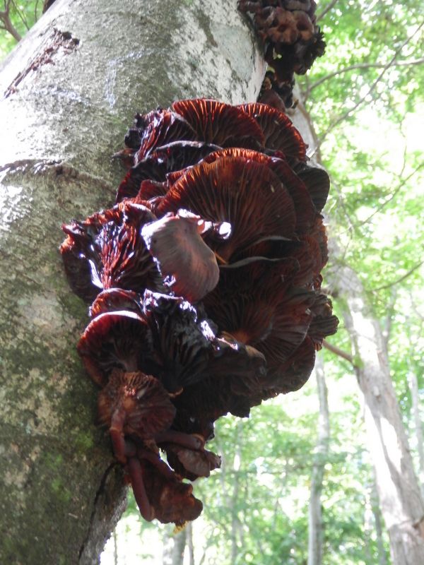 こんなキノコ初めて見た